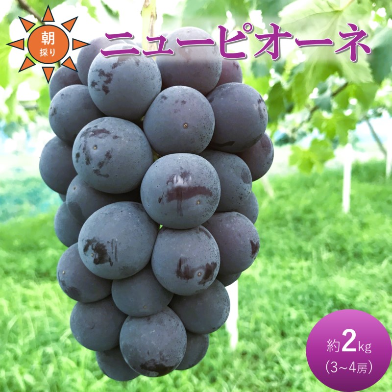 2026年 早期受付 ぶどう ニューピオーネ 3～4房 約2kg 岡山県高梁市産