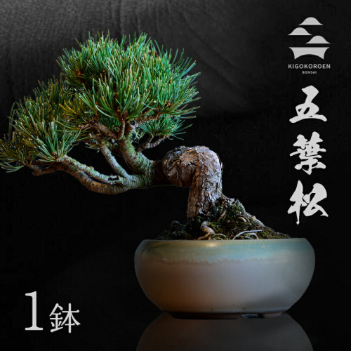 八房五葉松セット 10鉢 八房五葉松セット 10鉢｜2026年最新】