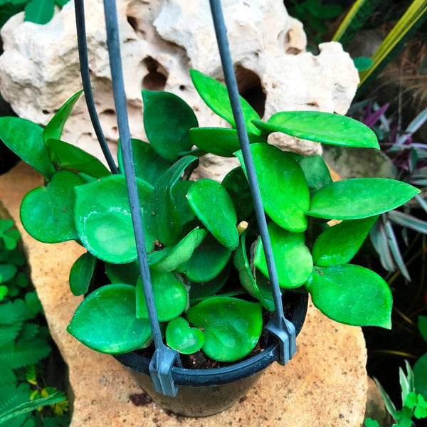 HoyaCarnosa_Amore_1_600x.jpg?v