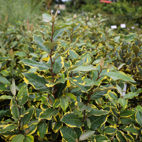 Olive Martini Elaeagnus for Sale | Garden Goods Direct