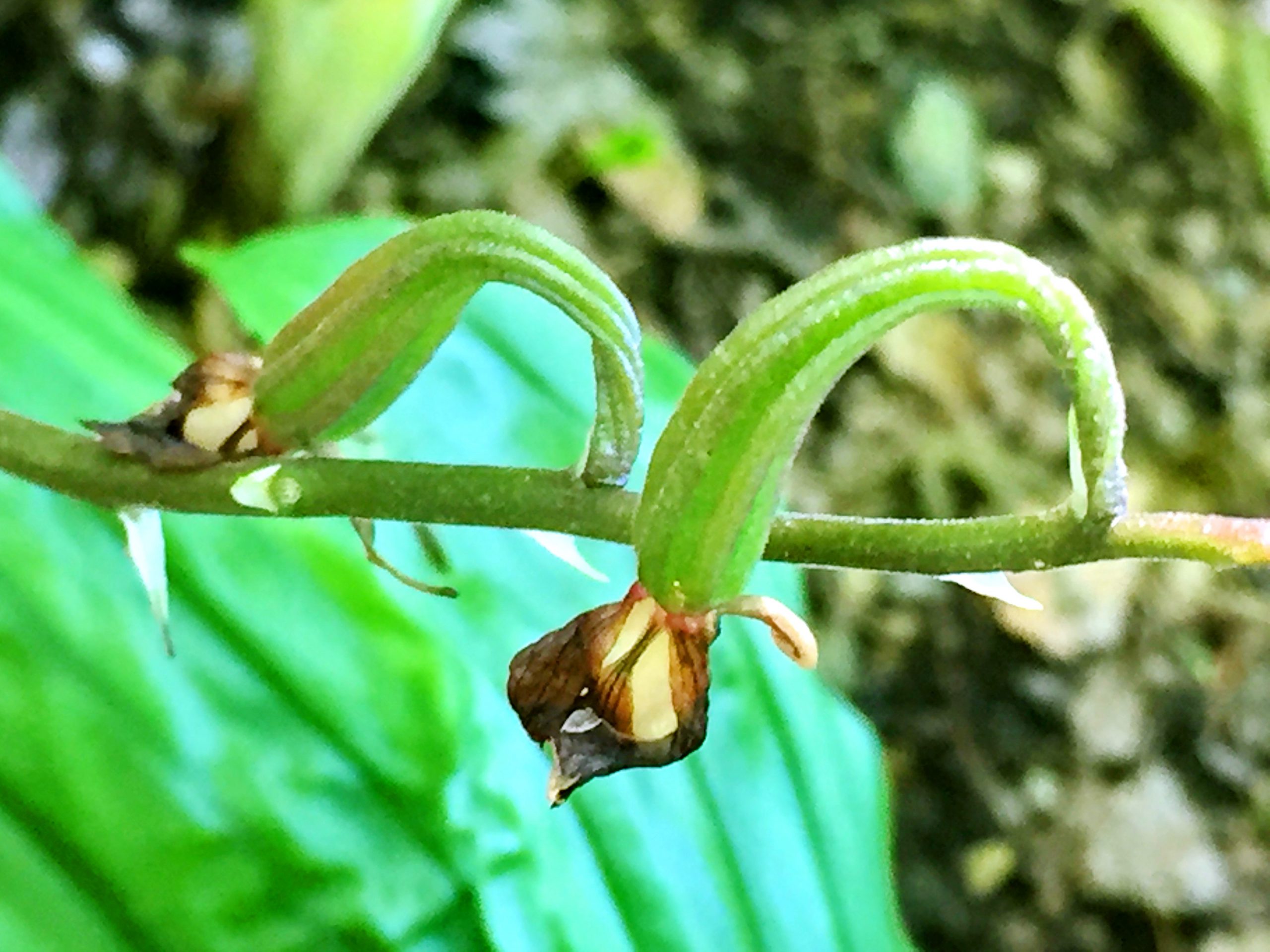 ラン科～エビネ（海老根）・キエビネ（黄海老根） - 奥行き1mの果樹園