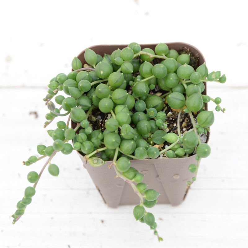 多肉植物 セネシオ グリーンネックレス 2.5寸苗 N7003 - ハニーミント本店