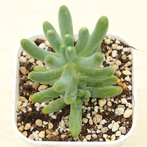 多肉植物 セダム 乙女心 2.5寸苗 J6058 - ハニーミント本店