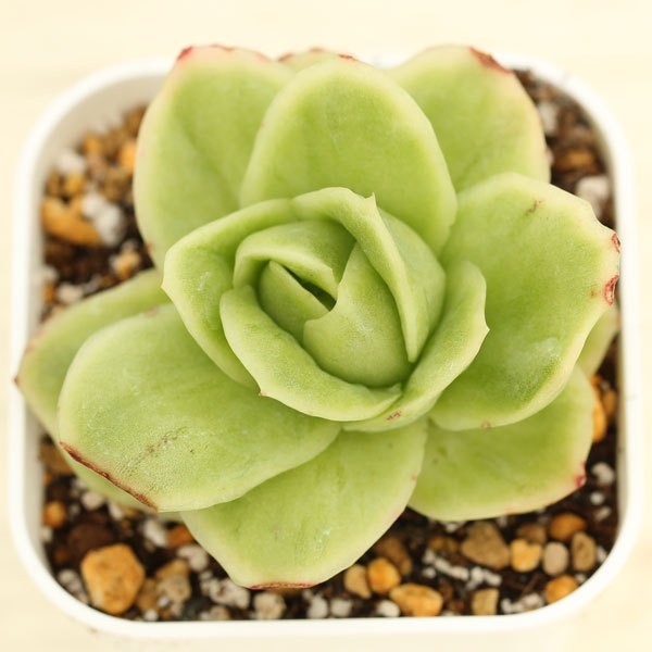 ◎多肉植物 エケベリア アイスラブリーローズ錦 2.5寸苗 Y3022