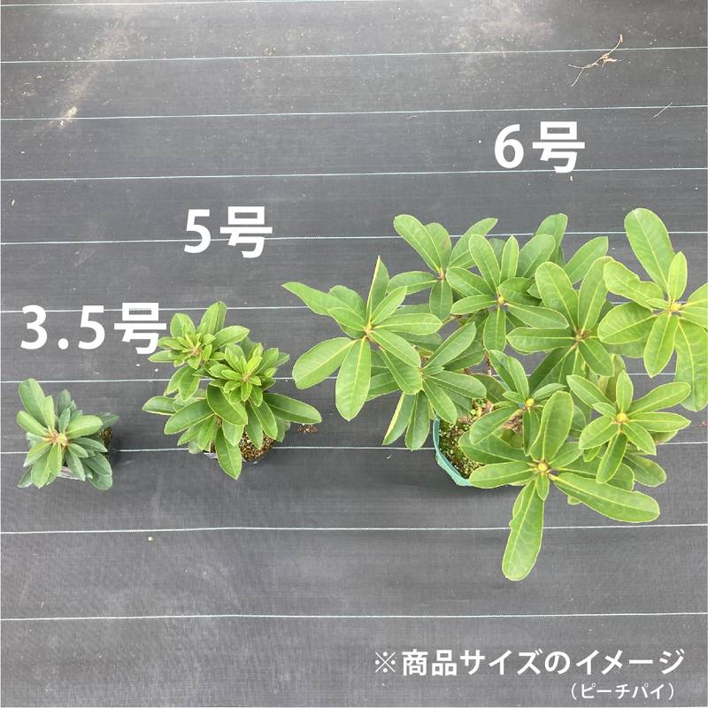 シャクナゲ スーパーローディー 3.5号 レッドアップル｜花木01-D1