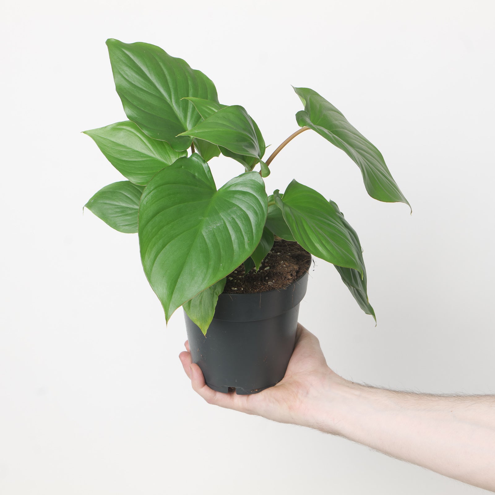 Homalomena | GrowTropicals.com