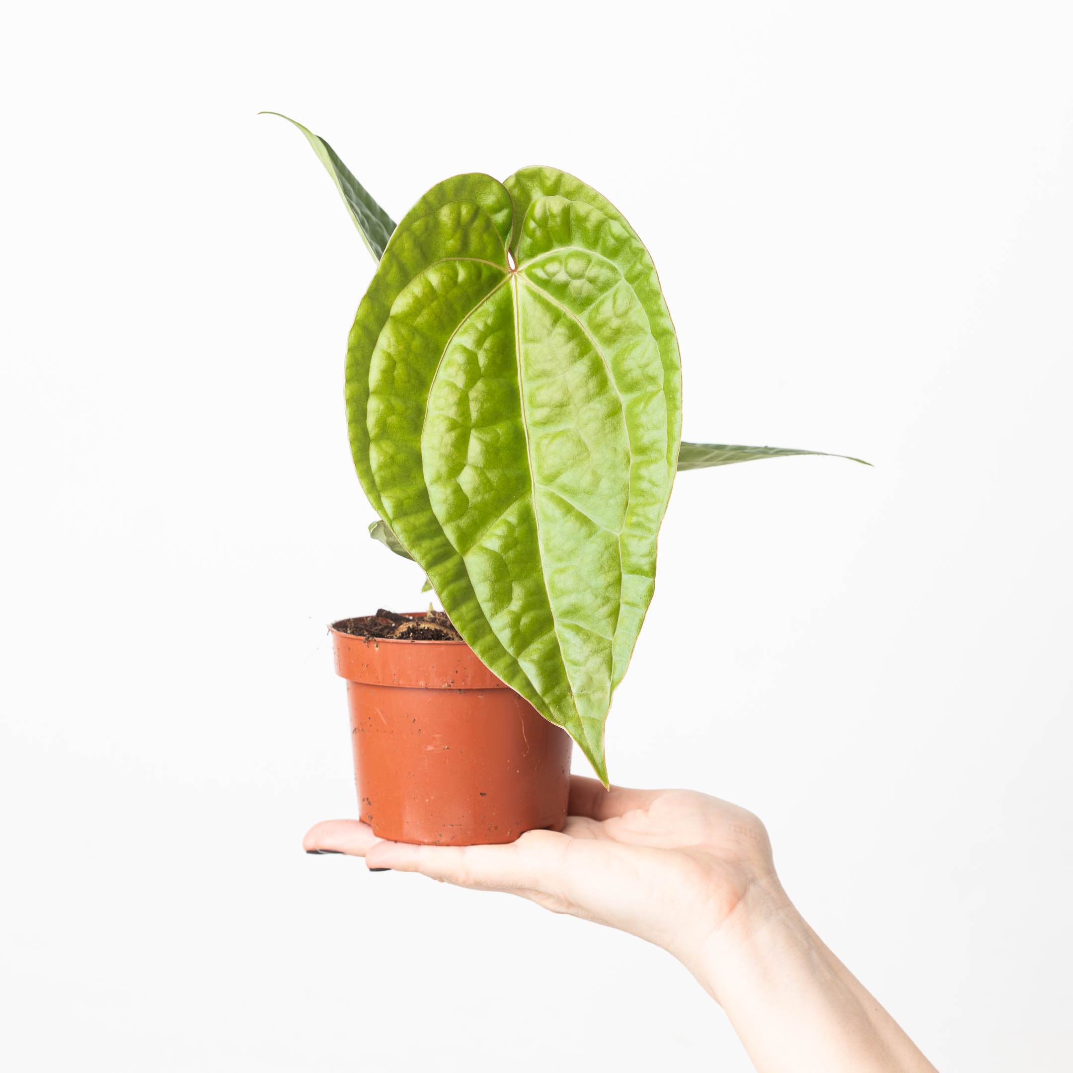 Anthurium magnificum x luxurians | Plants | GrowTropicals.com