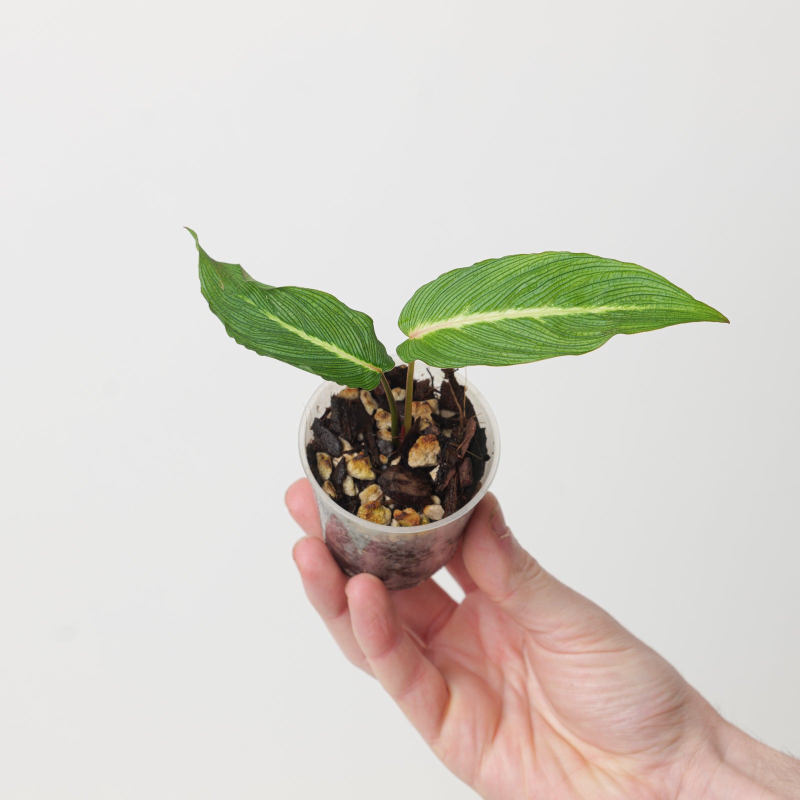 Homalomena sp. Papua 'pink vein' | Plants | GrowTropicals.com