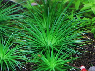 ホシクサsp．キンバリーナロー Sサイズ - グラスゲート