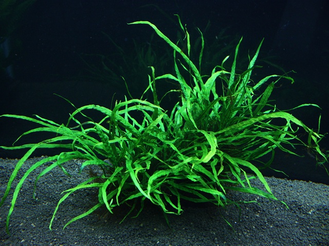 ミクロソリウム・ナローリーフ - グラスゲート