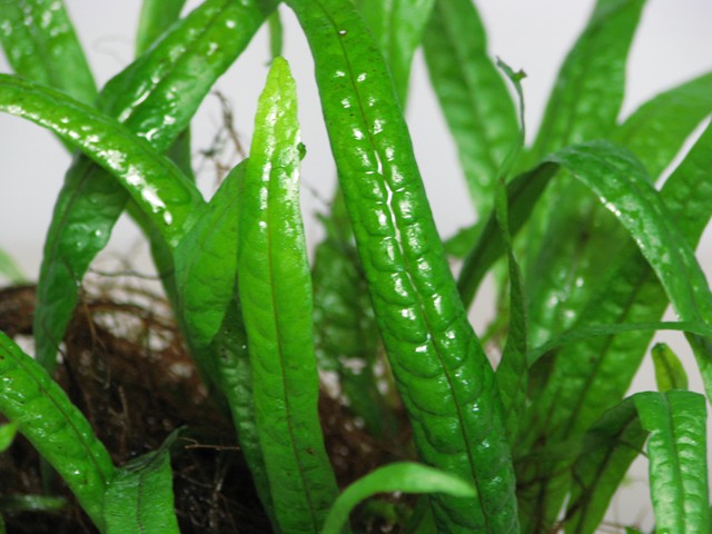 ミクロソリウムsp．パプアニューギニア産 - グラスゲート