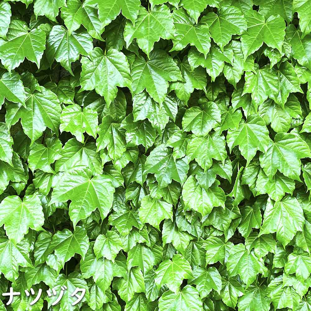 ナツヅタ 苗 販売 トオヤマグリーン