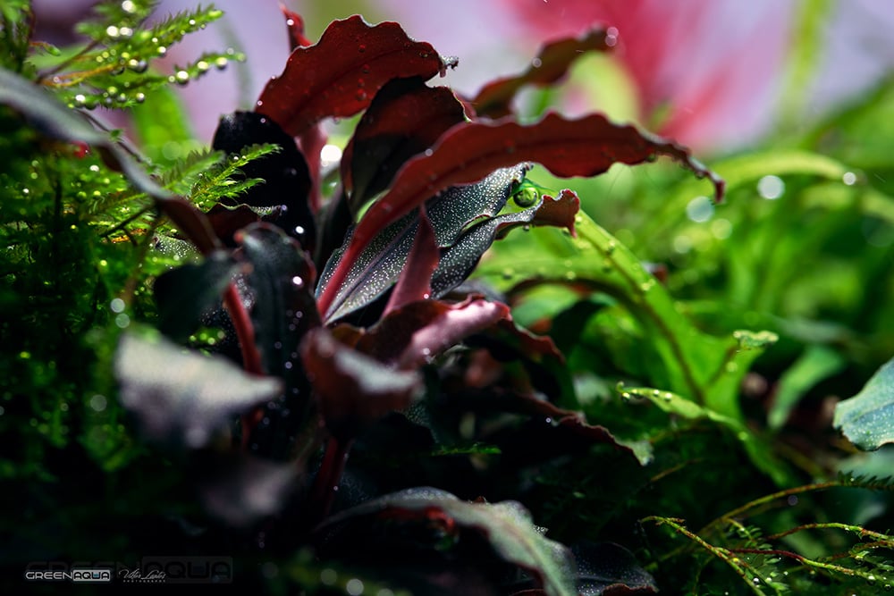 Bucephalandra Plants - Beauty from Borneo | Green Aqua