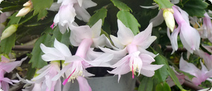 シャコバサボテン (デンマークカクタス) - 【植物図鑑】 花の名前を