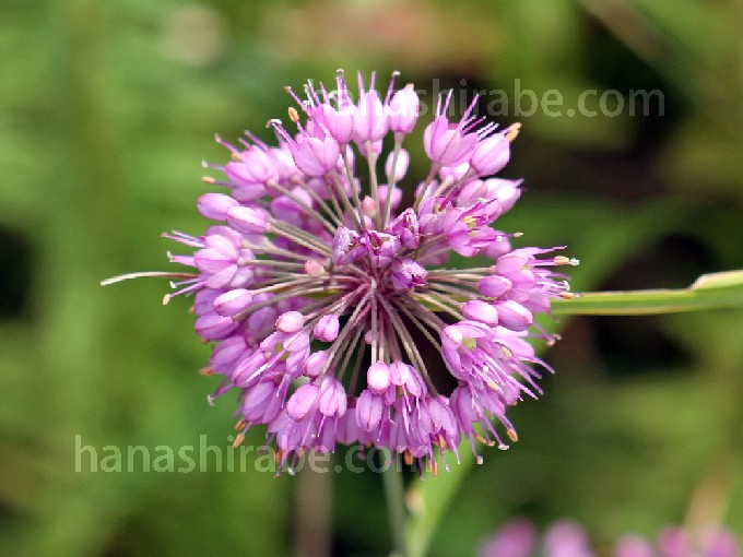 ヤマラッキョウ-花しらべ-花図鑑