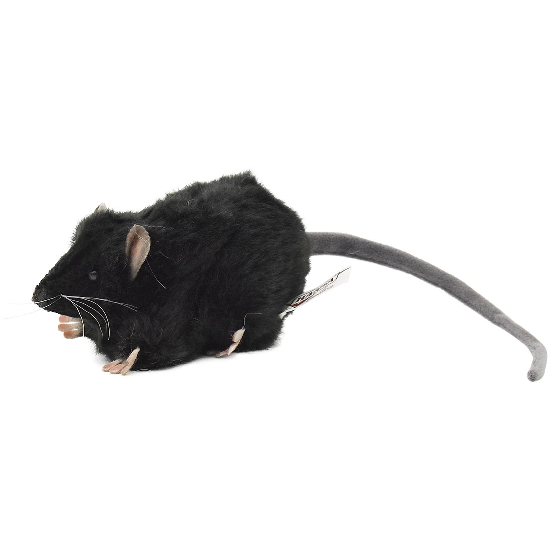 クロネズミ 27 | HANSA