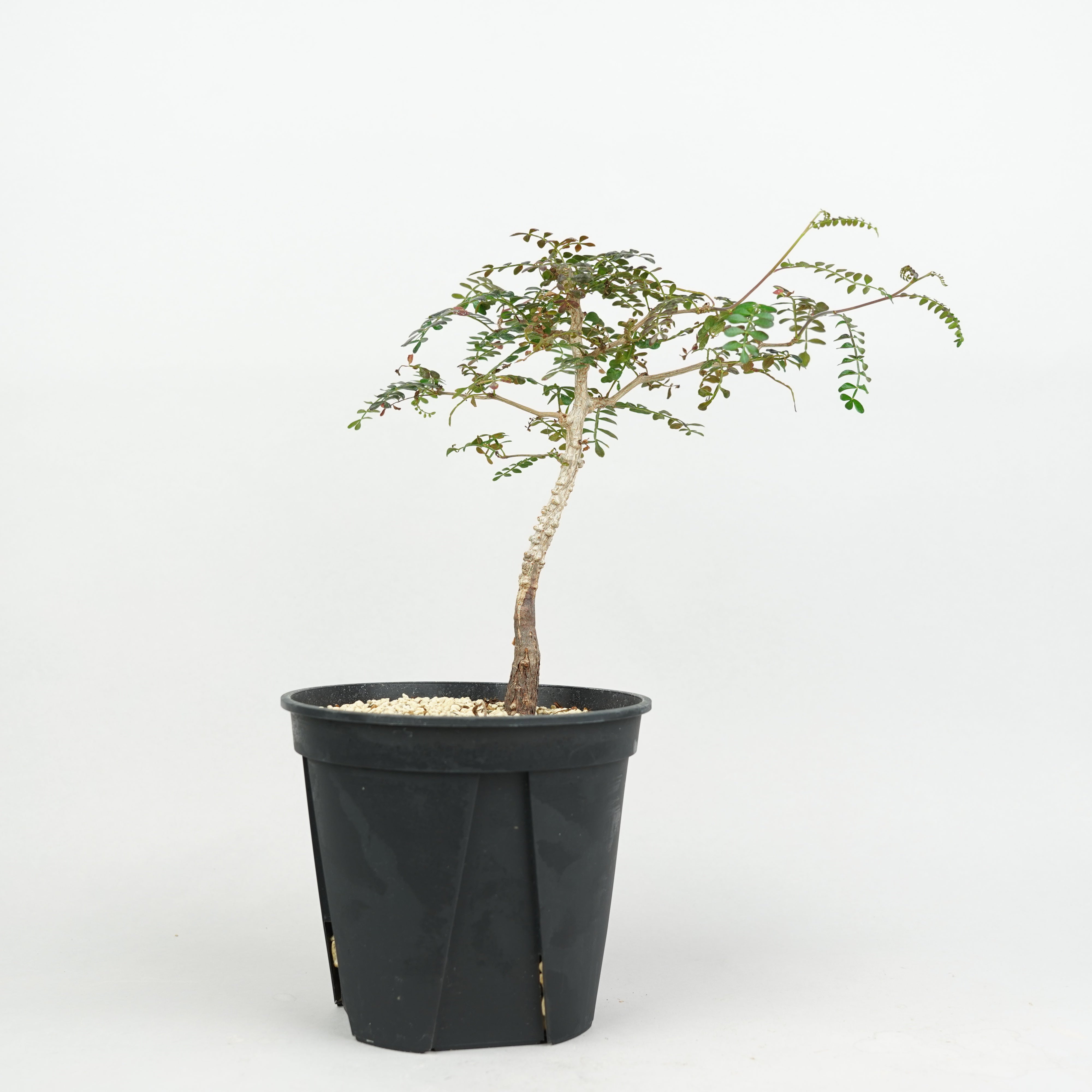 DSC08915_4000x.jpg?v=1766380638