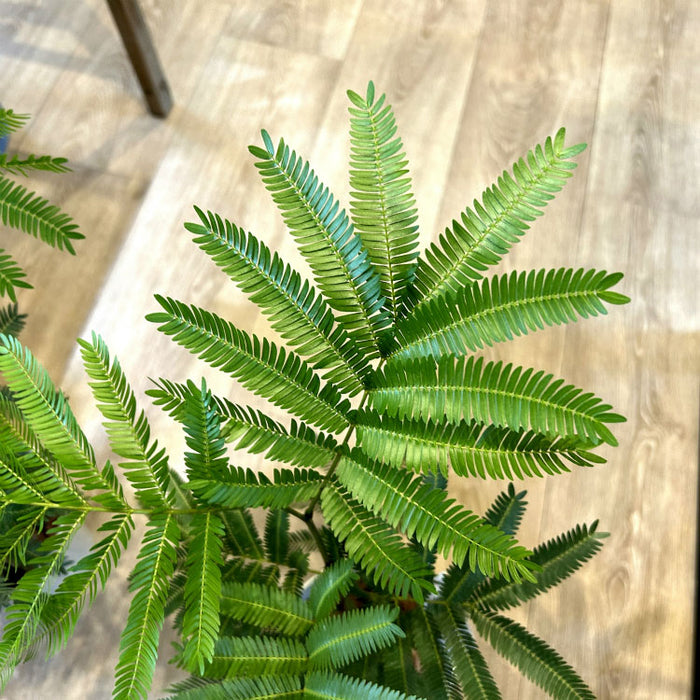 エバーフレッシュ 5号 – 鉢人