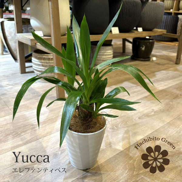 tb102_01_600x600_crop_center.