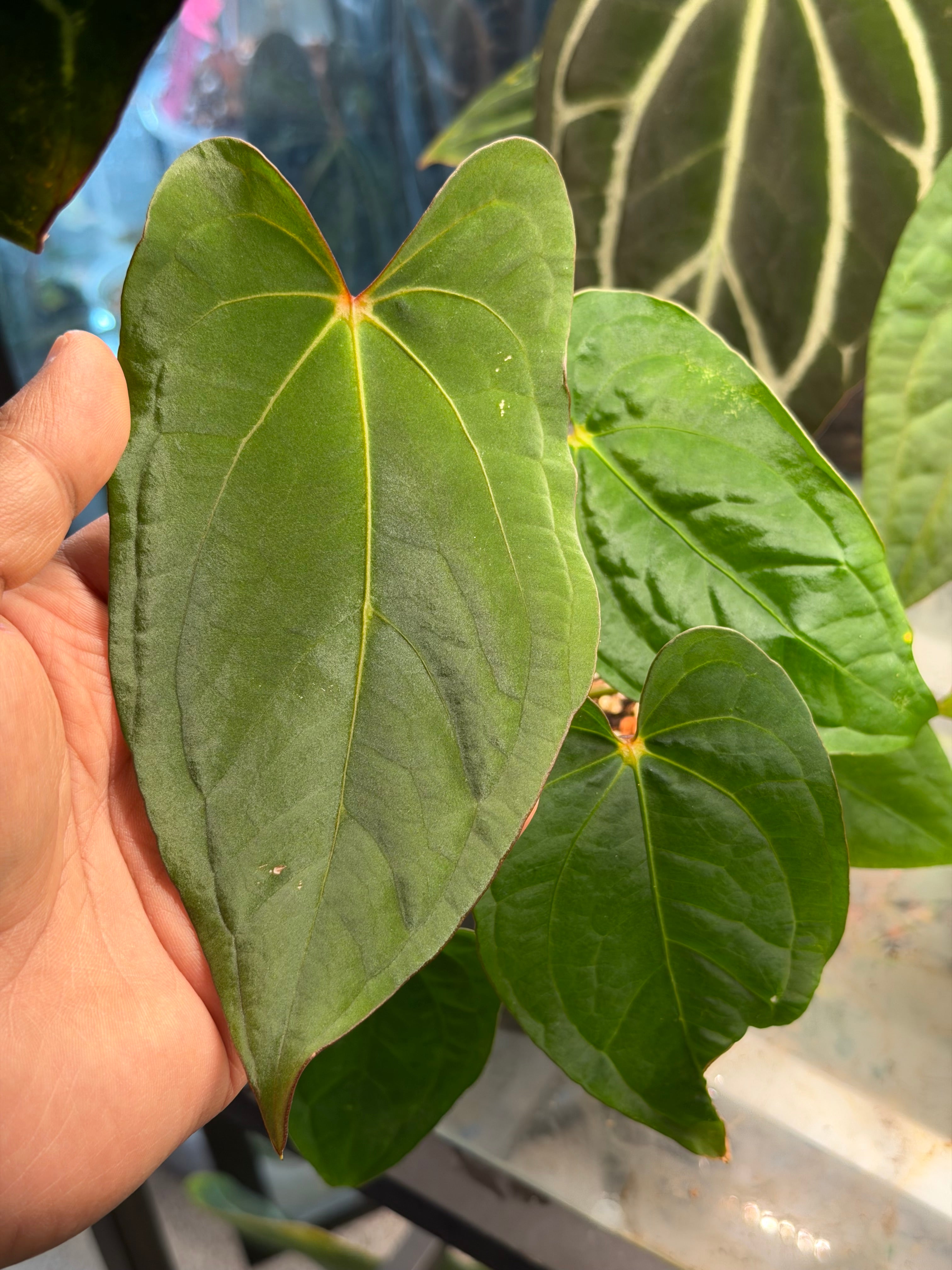 Anthurium Kunayalense x Zara x Michelle – HappiestPlants