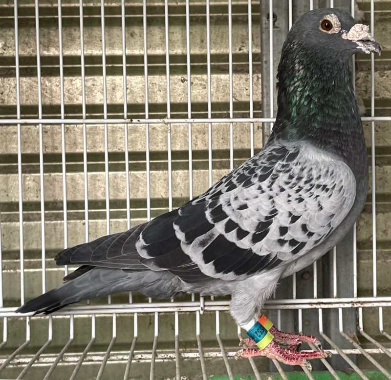 レース鳩モールオークション - 出品鳩「16MA03552 BC