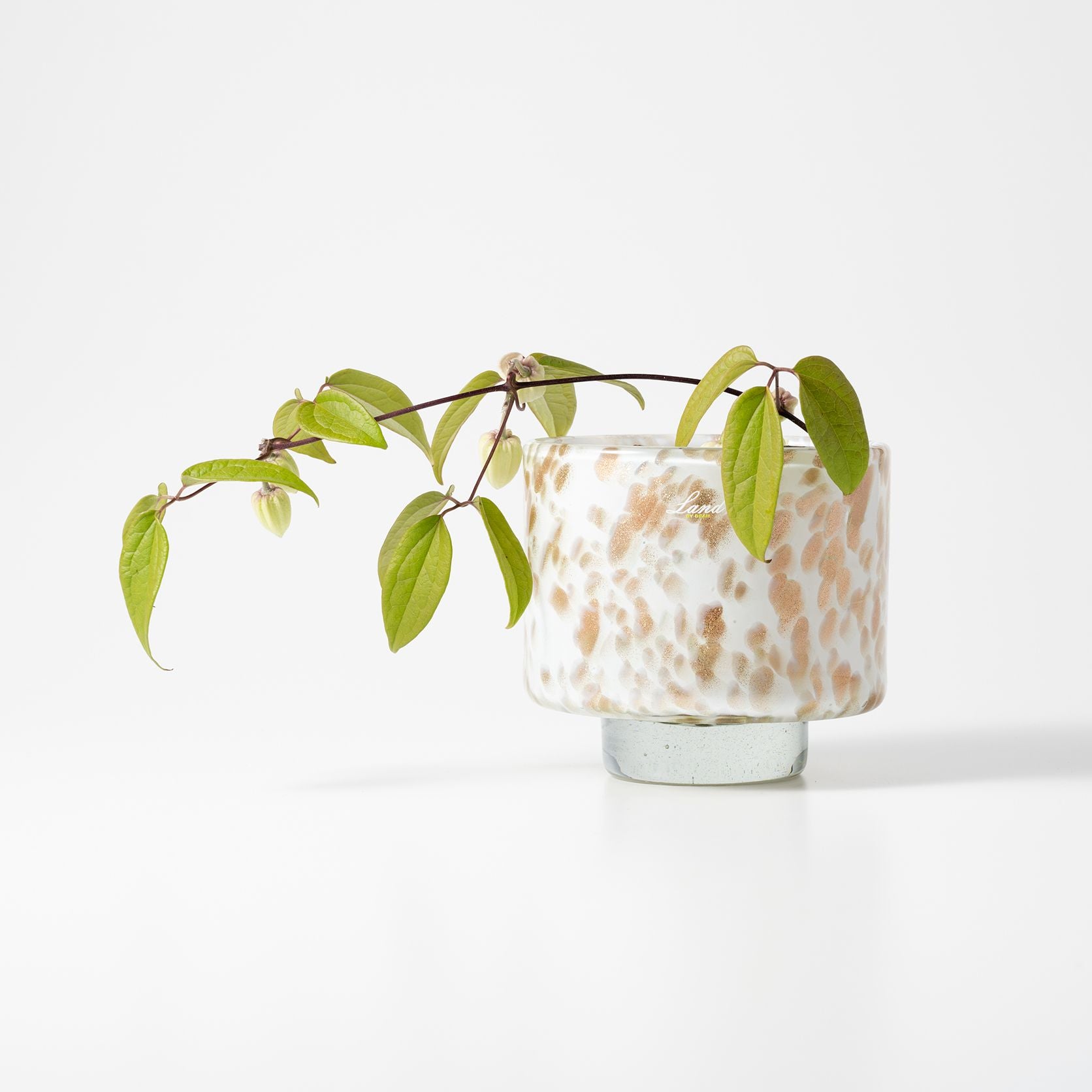 Akiko L ペルリーノ