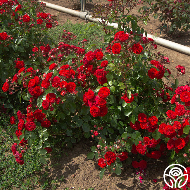 Veranda Roxanne Floribunda Rose | Red Rose Bush – Heirloom Roses