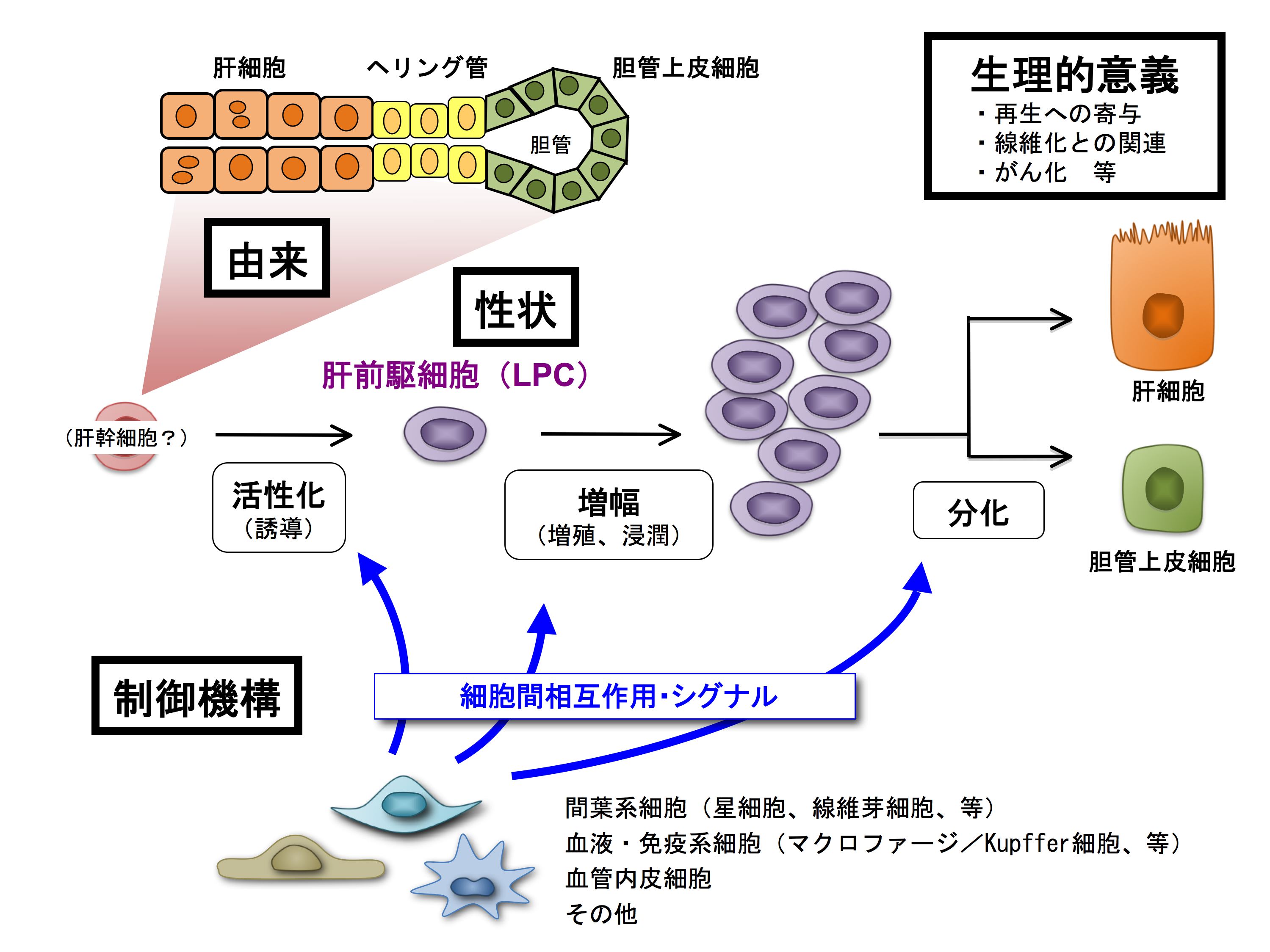 肝細胞研究会：成体肝前駆細胞を制御するニッチシグナル