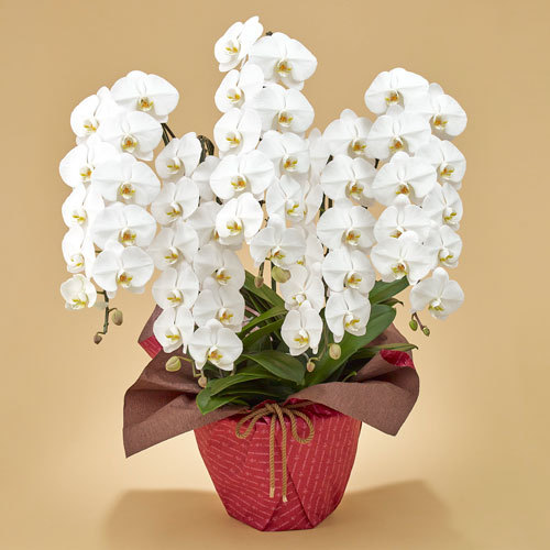 胡蝶蘭（ホワイト）5本立ち」 | 【日比谷花壇ドットビズ】花と緑の総合