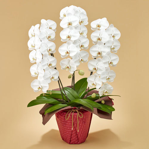 胡蝶蘭（ホワイト）3本立ち」 | 【日比谷花壇ドットビズ】花と緑の総合