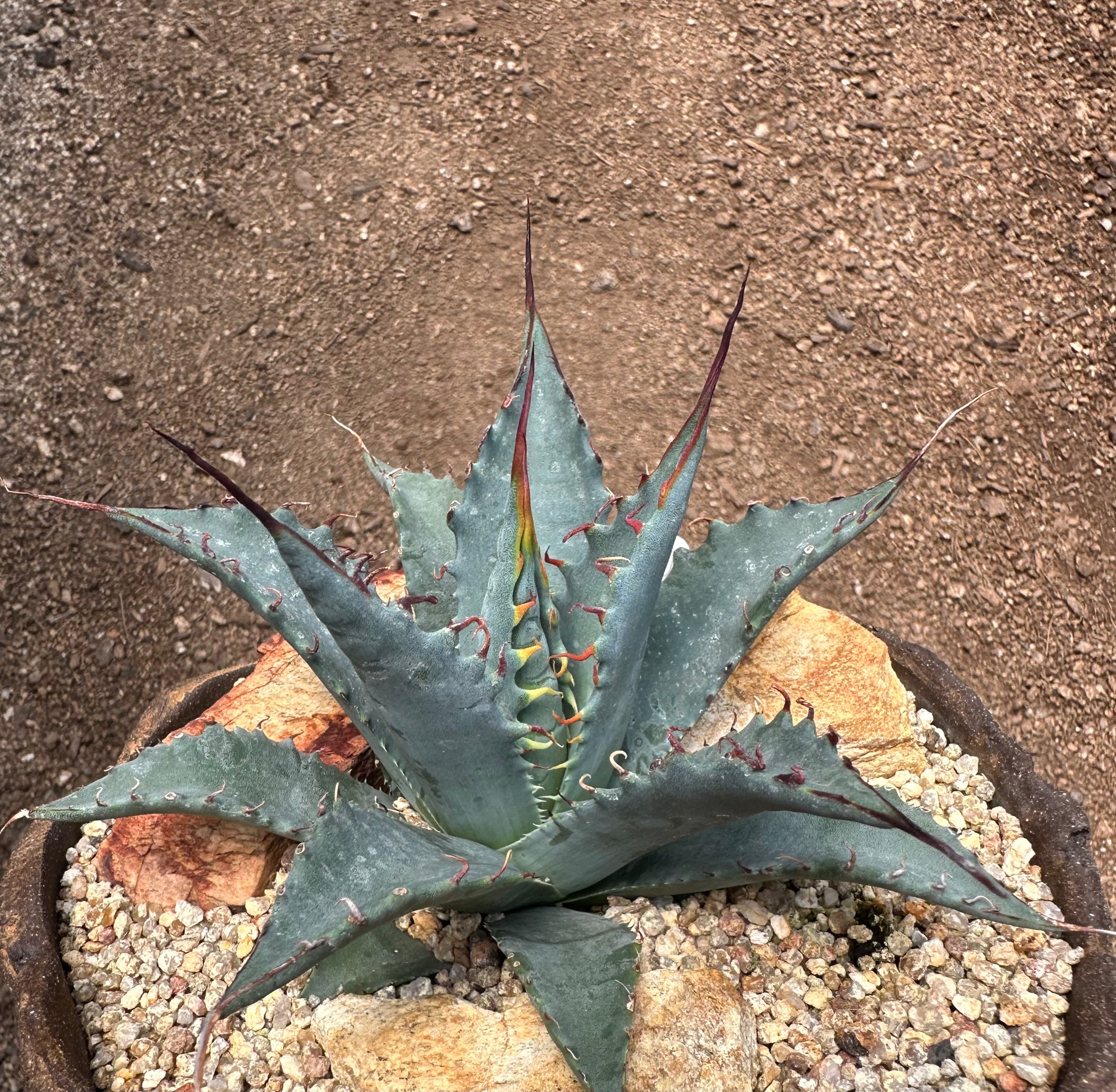 HIDDEN AGAVE アガベ ジェレミー 実生 ジェレミー産 【P2578】【Hidden