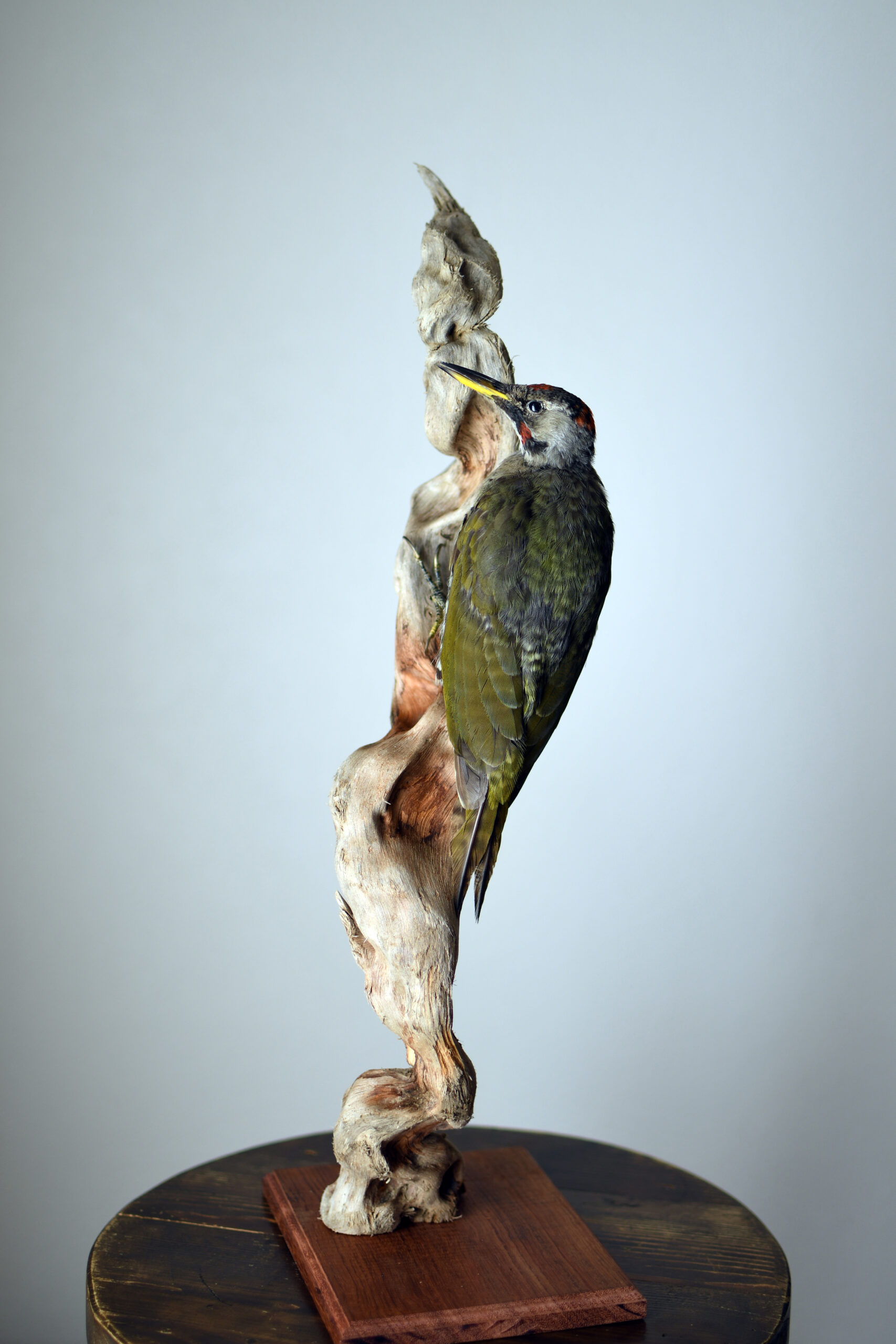 鳥の剥皮方法 | ほねとはね