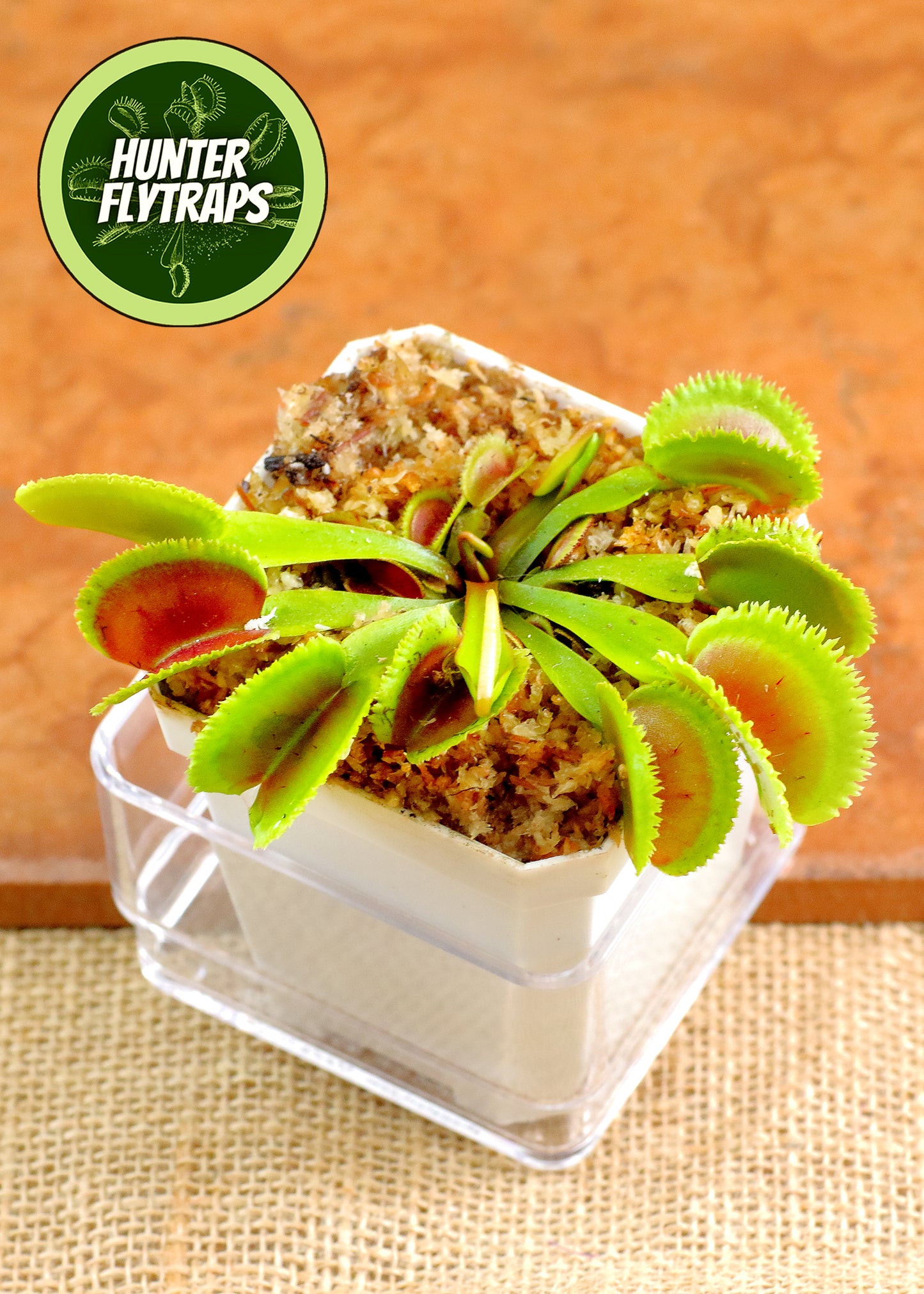 CCCP Orca - Venus Flytrap Carnivorous Plant – Hunter Flytraps