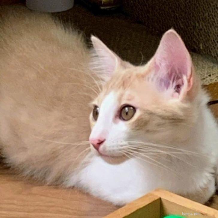 猫の里親募集】神奈川県・雑種・人馴れバッチリミルクティー色の茶白の