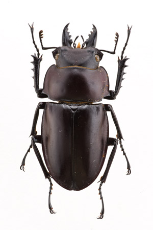 多様性生物希少標本ネットワーク ”a specimen room 標本室”