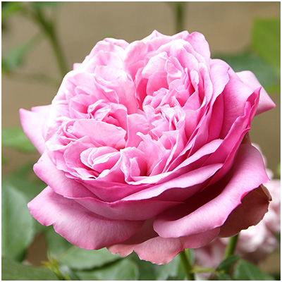 相原バラ園 / ローズ・ポンパドール（デルバール）【冬苗】