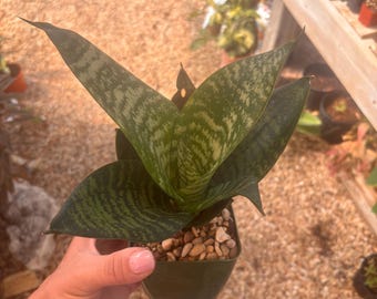 Sansevieria Sp Mecufi Mozambique Medium Size Rare Snake Plant - Etsy