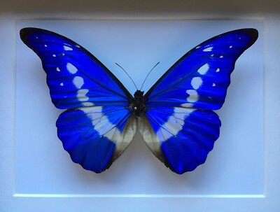 標本 Peru Morpho helena 134mm very big Genuine Morpho Helena