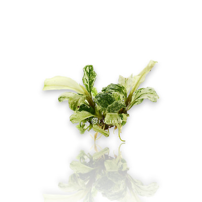 Bucephalandra White Marble | Aquarium Plants Factory® | eBay