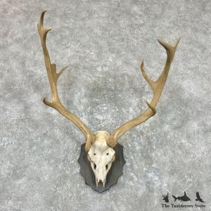 The Taxidermy Store | eBay Stores