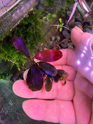 Bucephalandra Black Angel Rare Live Aquarium Plant | eBay