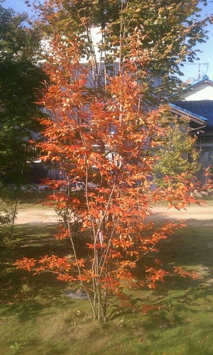 ヤマコウバシの画像