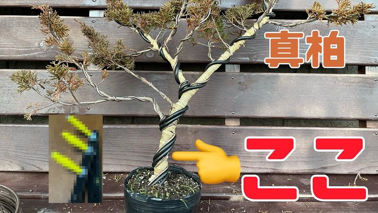 盆栽】真柏の太い幹を曲げる。道具作ってみました。