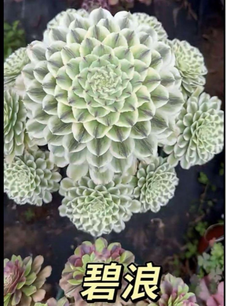 多肉植物❤️アエオニウム錦❤️ 青い波 ❤️碧浪❤️ 状態画像 多肉