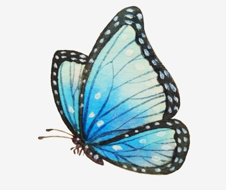 黒い縁のシアンバタフライバタフライ蝶のイラスト手描きの蝶のイラスト