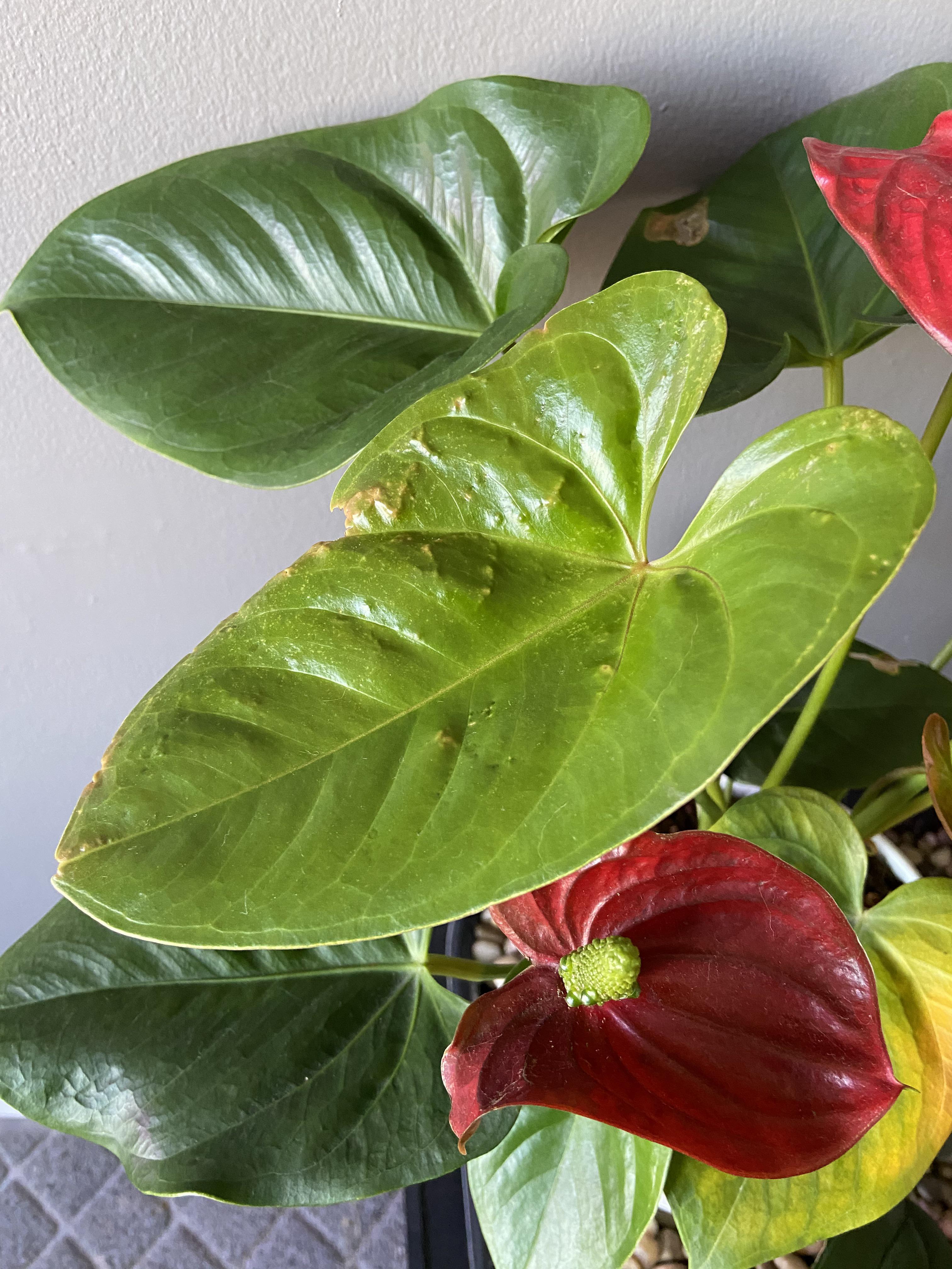 Red Anthurium leaves turning yellow new leaves look odd? : r