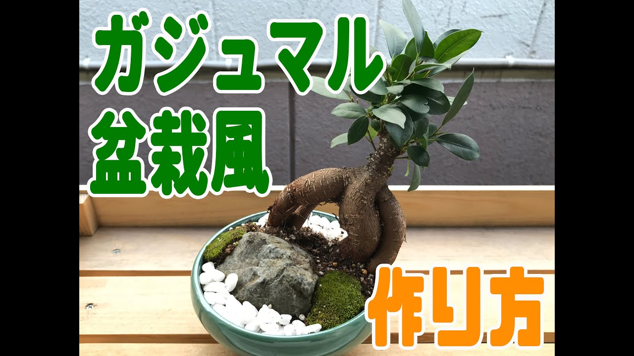 がじゅまる盆栽 No21 らくらくメルカリ便発送‼️ がじゅまる盆栽 No21