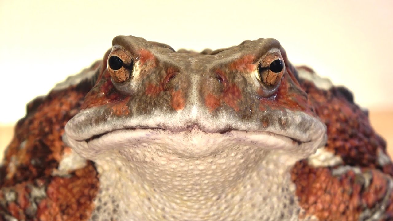 Rare] A huge toad yawn - YouTube