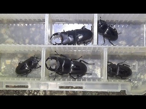 オオクワの喜びを知りやがって！【2024年カブトムシ・クワガタ採集