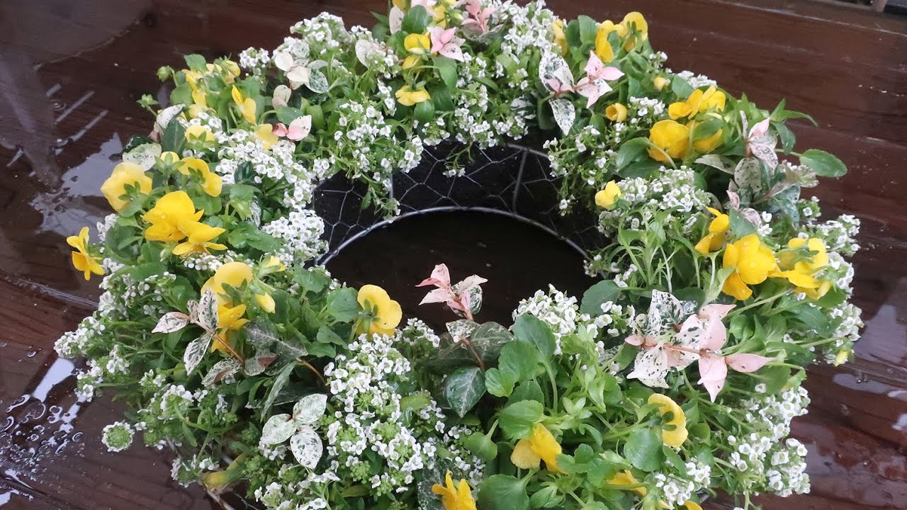 ♪ 秋の寄せ植え ♪ビオラとスイートアリッサムのハンギングリース